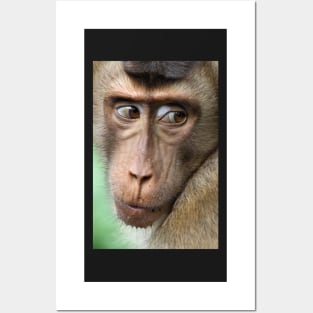 Watching Carefully. Pig-tailed Macaque Portrait. Borneo. Posters and Art